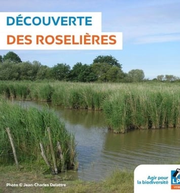 A la découverte des roselières