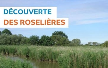 A la découverte des roselières