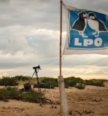 Sur l'itinéraire des oiseaux migrateurs : la Pointe de l'Aiguillon