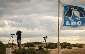 Sur l'itinéraire des oiseaux migrateurs : la Pointe de l'Aiguillon