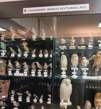 Visite du musée ornithologique Charles Payraudeau