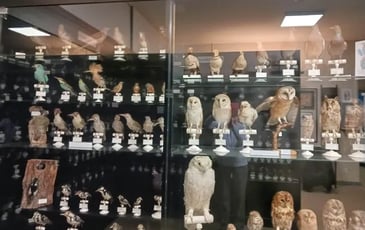 Visite du musée ornithologique Charles Payraudeau