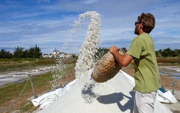Visites guidées des marais salants de la Vie