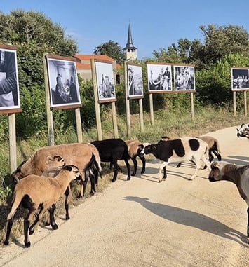 Festival photo à ciel ouvert, La vie sur terre