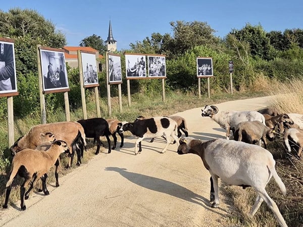 Festival photo à ciel ouvert, La vie sur terre